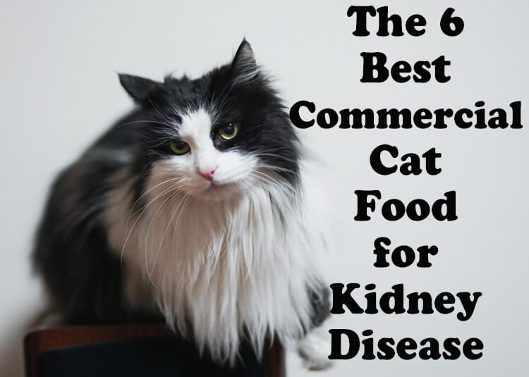 The 6 Best Commercial Cat Food for Kidney Disease