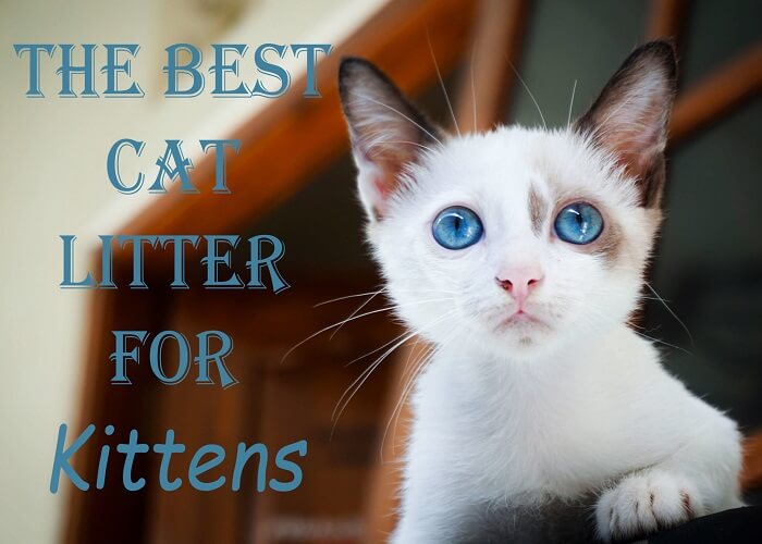 best litter for kittens