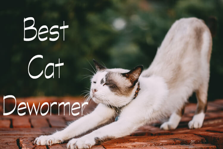 Best-Cat-Dewormer
