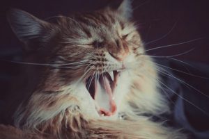Pet Related Allergies | Everything You Need To Know | Cat Mania