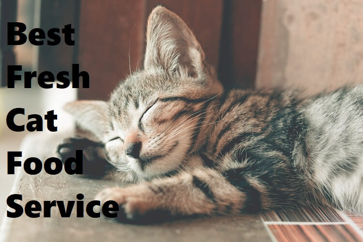 best cat food delivery service