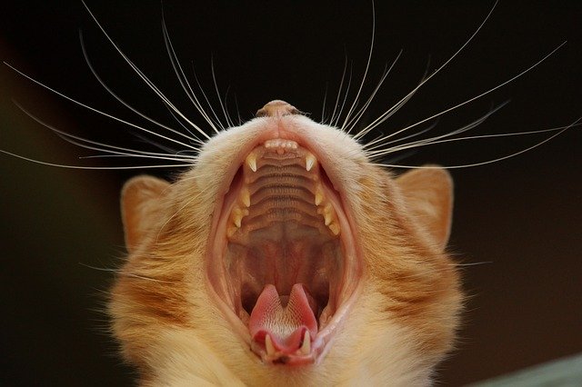cat dental Hygiene