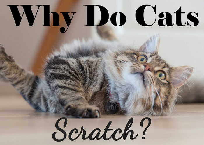 Why Does My Cat Scratch?