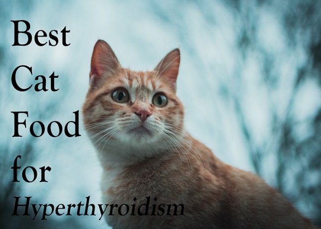 6 Best Cat Food For Hyperthyroidism 2021 Cat Mania