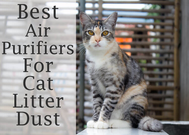 Best Air Purifiers For Cat Litter Dust