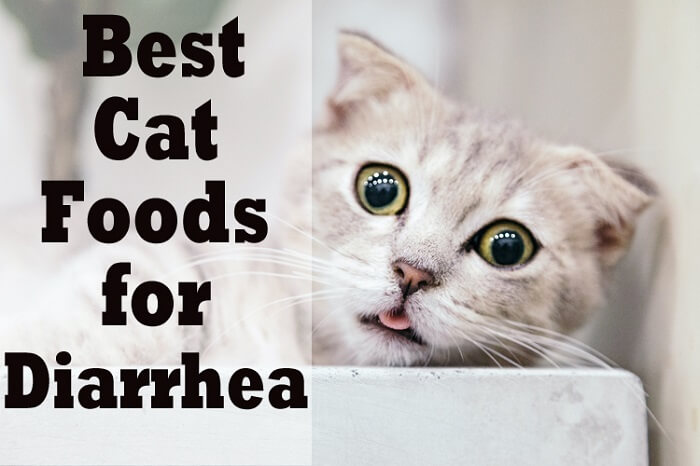 7 Best Cat Foods For Diarrhea 2022 - Cat Mania