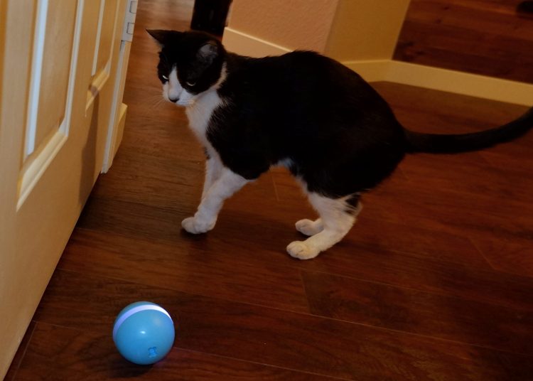 cat wicked ball