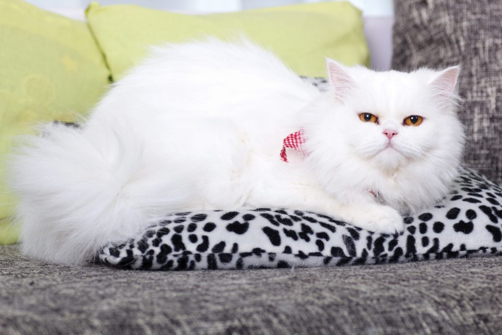 domestic adult white Persian cat