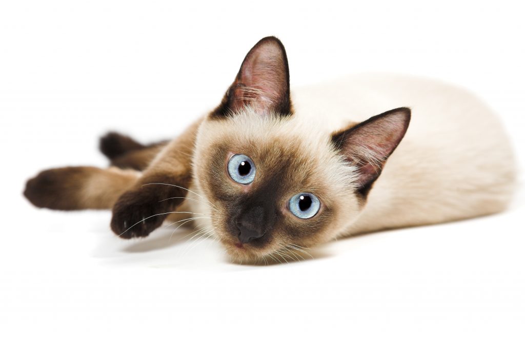 Siamese cat isolated on the white background