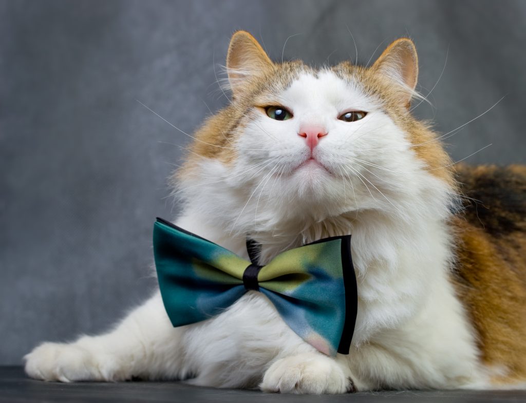 Fluffy ragamuffin cat in the studio.