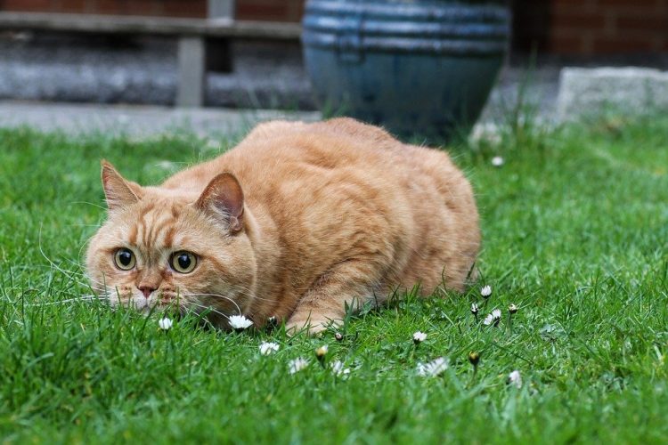 British Shorthair red or ginger cat breed