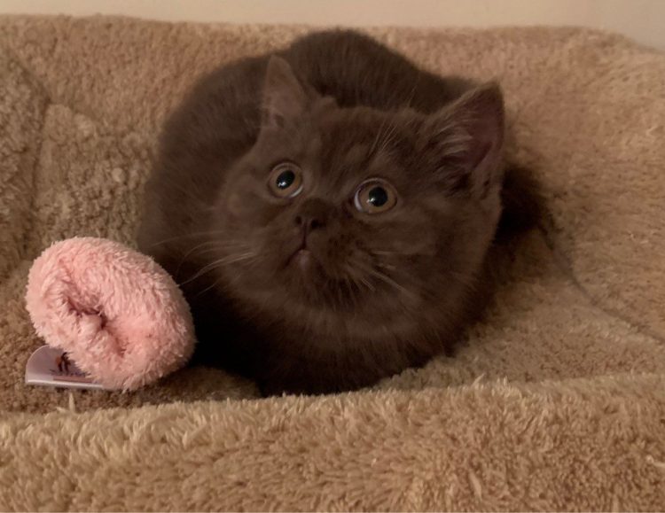 British Shorthair cat breed Chocolate 