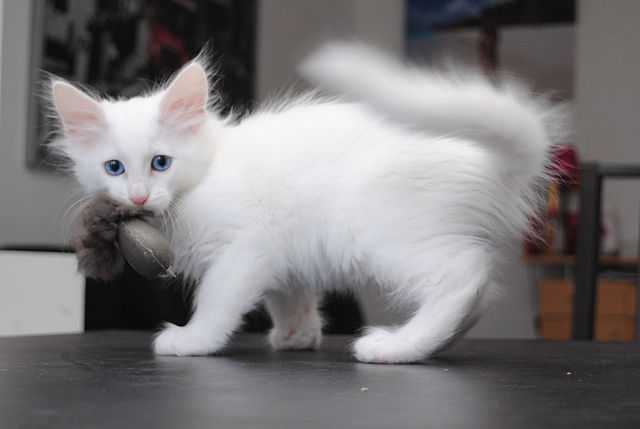 Turkish Angora cat