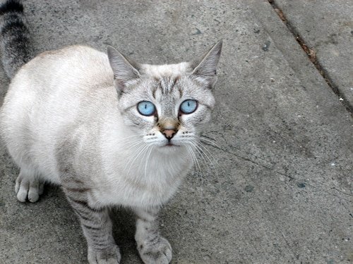 Ojos Azules cat