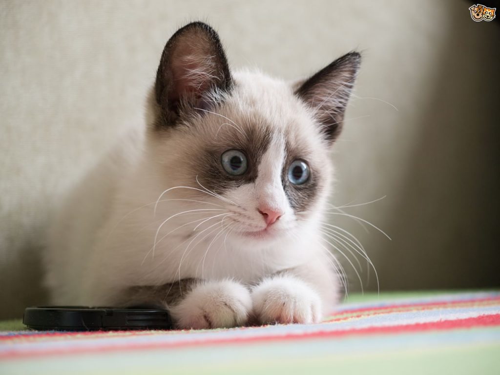 Snowshoe cat