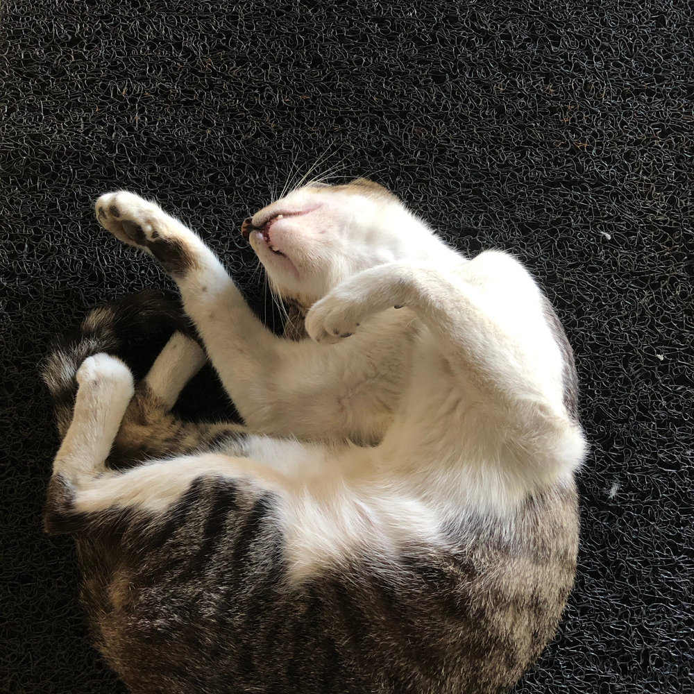 cat sleeping in a funny position