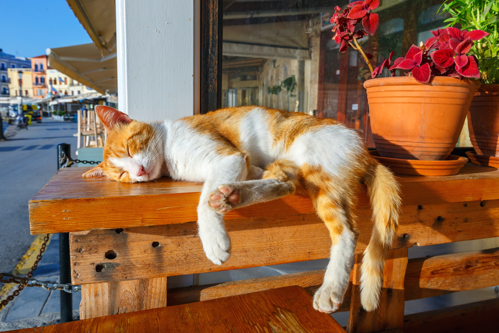 cat sleeping in the sun