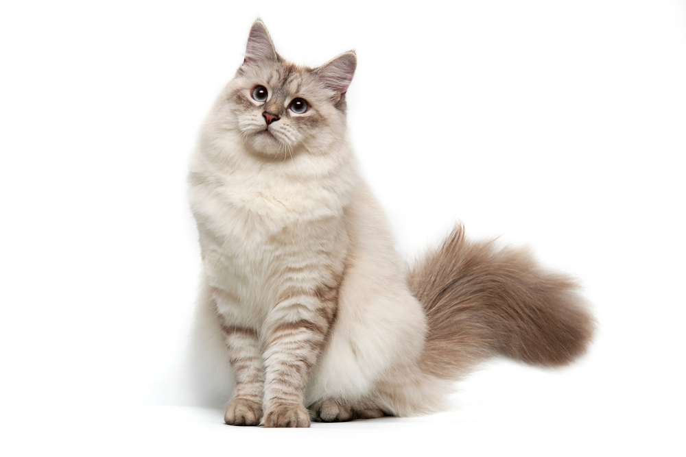 couleurs de chat sibérien