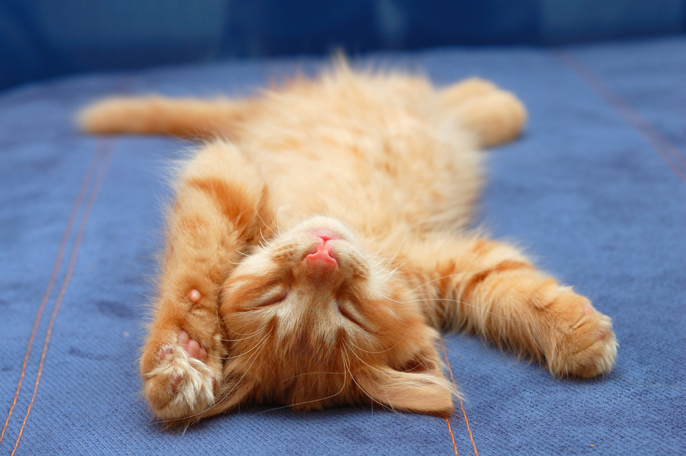 cat sleeping belly up