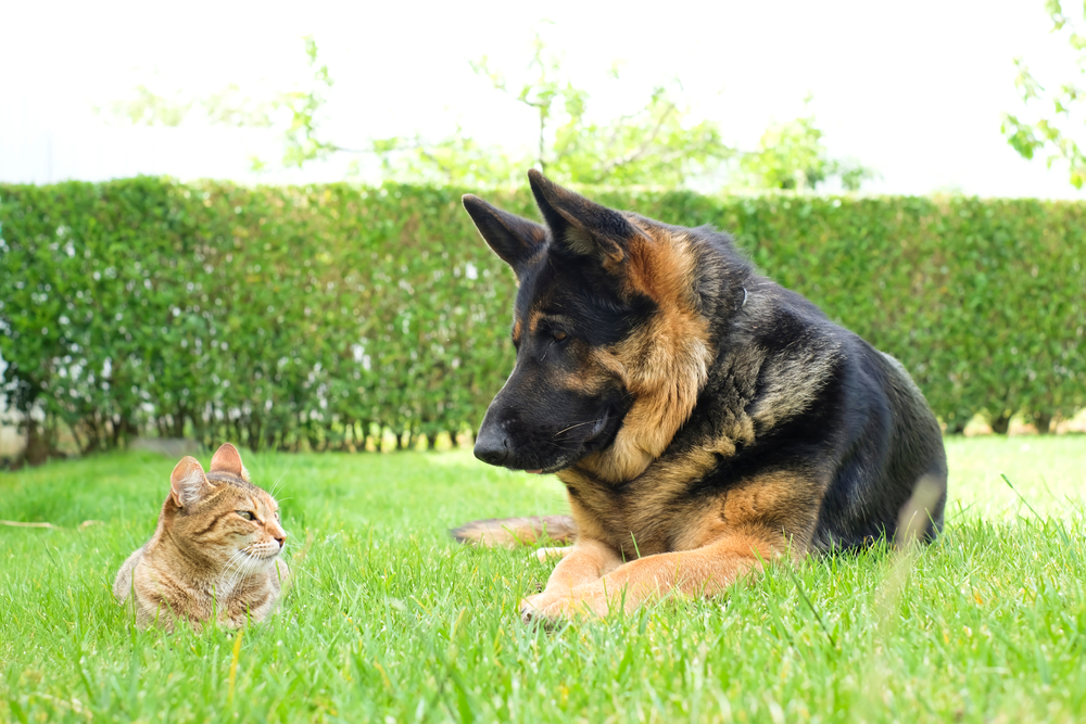 Geman Shepherd and Cat