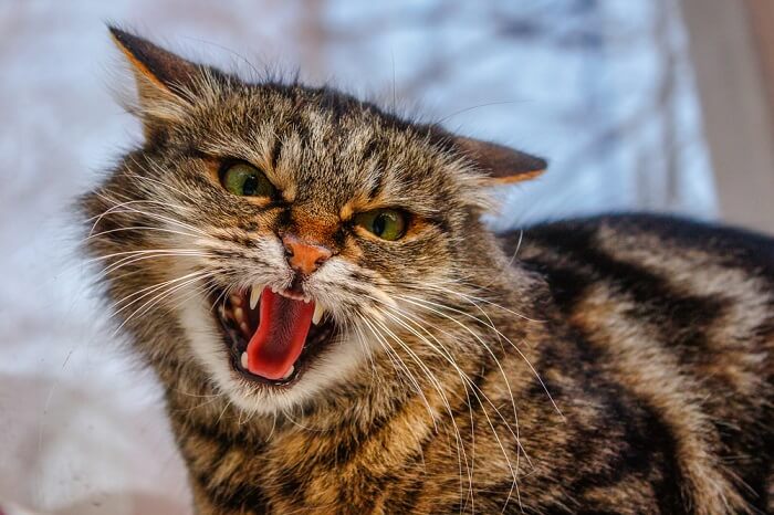Growling, hissing, or spitting indicates a cat who is annoyed, frightened, angry, or aggressive.