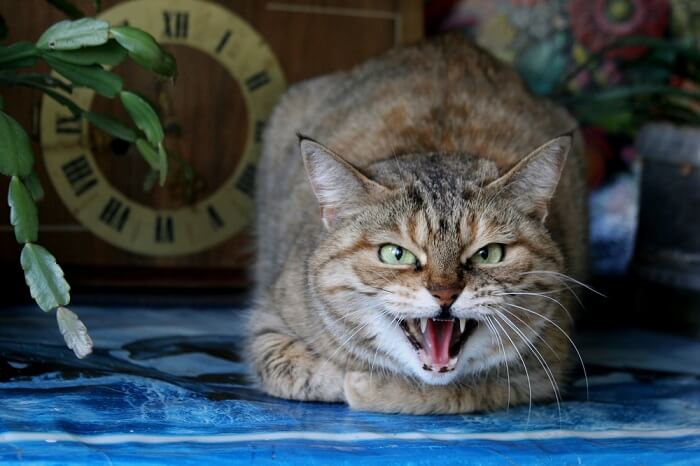 Why Do Cats Growl? The Reason for the Grrr and How to Respond