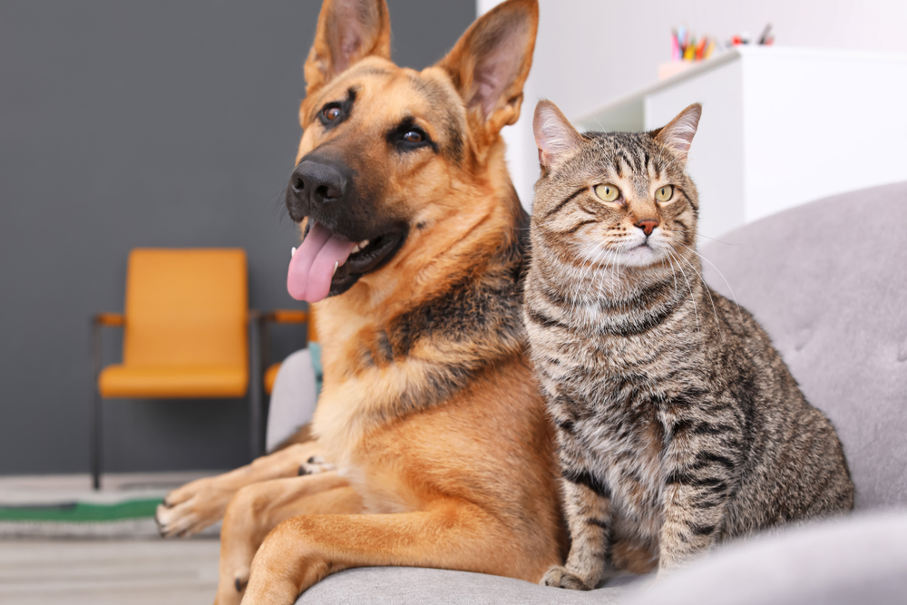 Adorable Cat And Dog Resting
